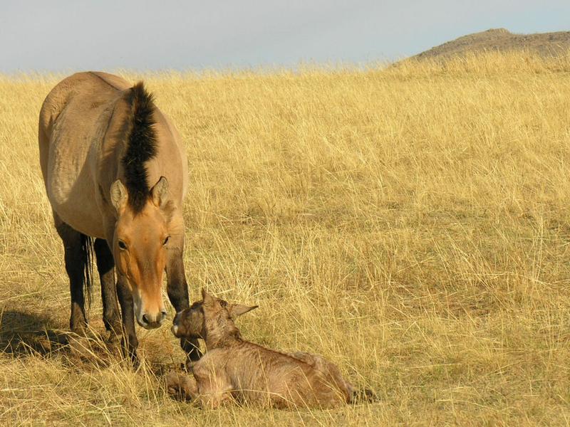 Eine Przewalski-Stute und ihr Fohlen.