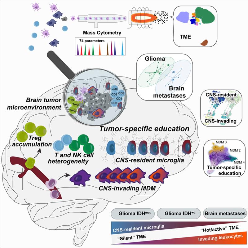 Previouslythe composition of the tumor tissue in brain tumors, specifically regarding to immune cells was not explored with sufficient detail.