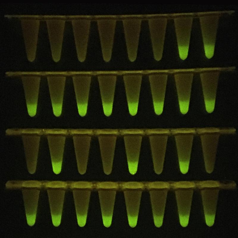 Die vor einem LED-Schirm fluoreszierenden Proben zeigen die Anwesenheit von SARS-CoV-2 Virus-RNA an, die hier mittels des neuen Schnelltestverfahrens detektiert wurde.