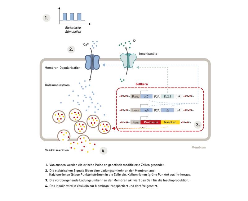 Schema des Ablaufs