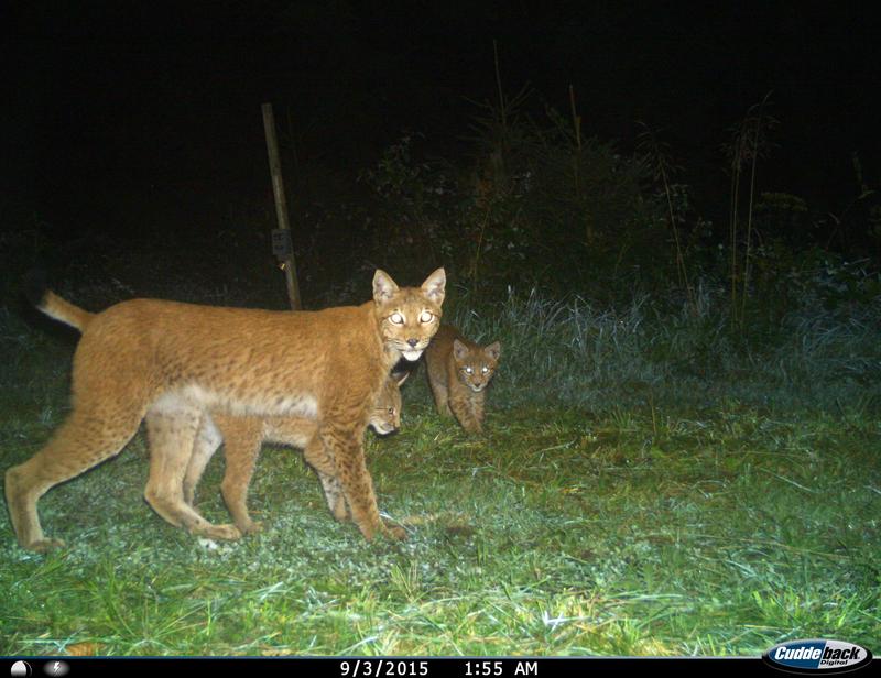 Eine Luchsin durchquert mit Ihren Jungtieren einen Fotofallenstandort. Einige wenige gut etablierte Tiere bekommen in jedem Jahr Nachwuchs. Sie bilden das Rückgrat der Luchspopulation.