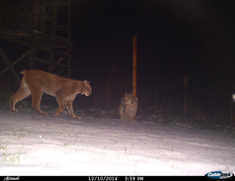 Die sogenannte „Dietrichsberger Luchsin“ ist eines der ältesten bekannten Weibchen im Harz.