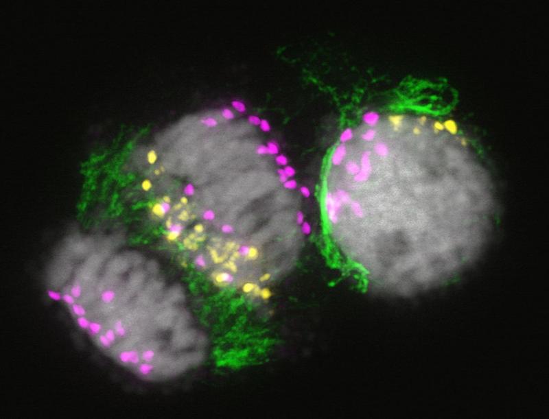 Mitotische Zellen während der Eliminierung von B Chromosomen