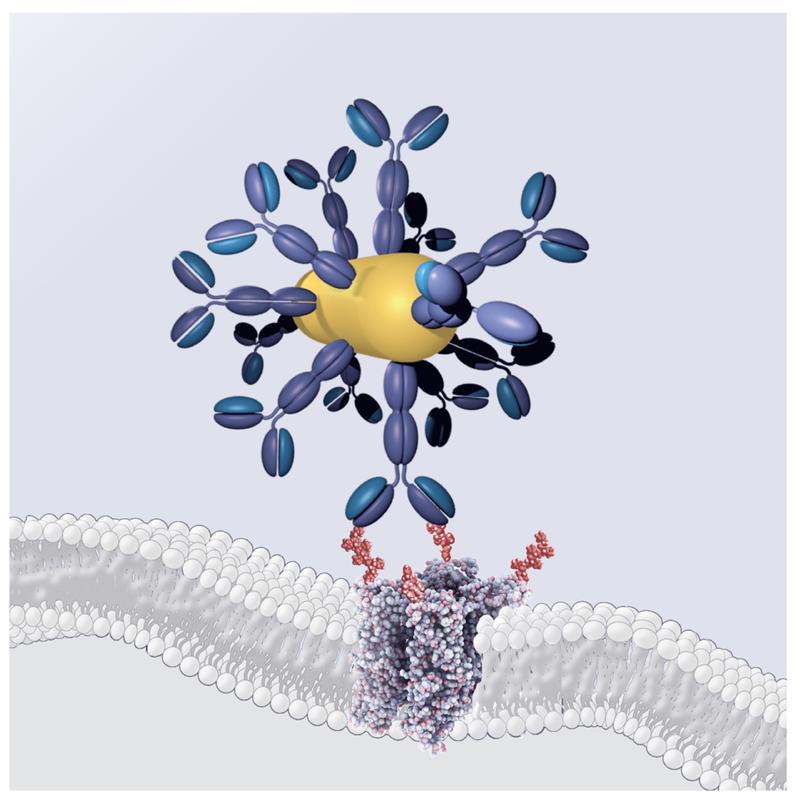 Drei-Komponenten-System: Antikörper (blau), Gold-Nanorod (gold) und wärmeempfindlicher Kanal (Struktur in der Membran; unterhalb des Antikörper-Gold-Nanorod-Konjugats). 