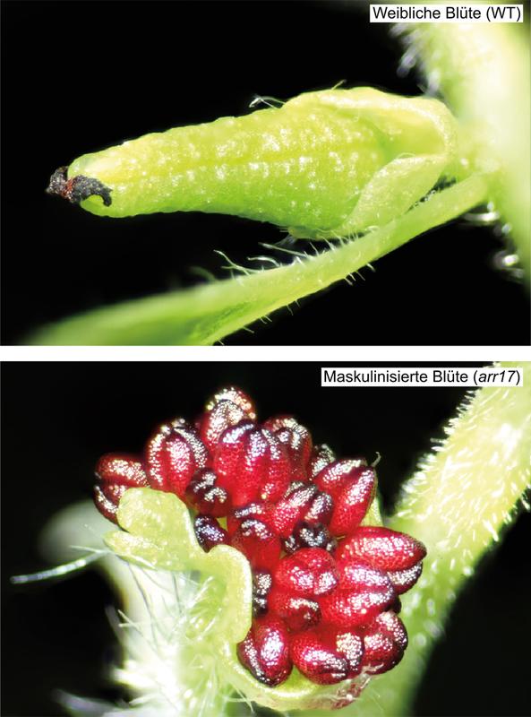 Geschlechtswechsel durch Inaktivierung eines einzelnen Gens: Weibliche Wildtyp-Blüten (WT) können durch Mutation des ARR17-Gens (arr17) in Männchen umgewandelt werden. Anstatt des weiblichen Fruchtblattes entwickeln sich mehrere männliche Staubblätter.