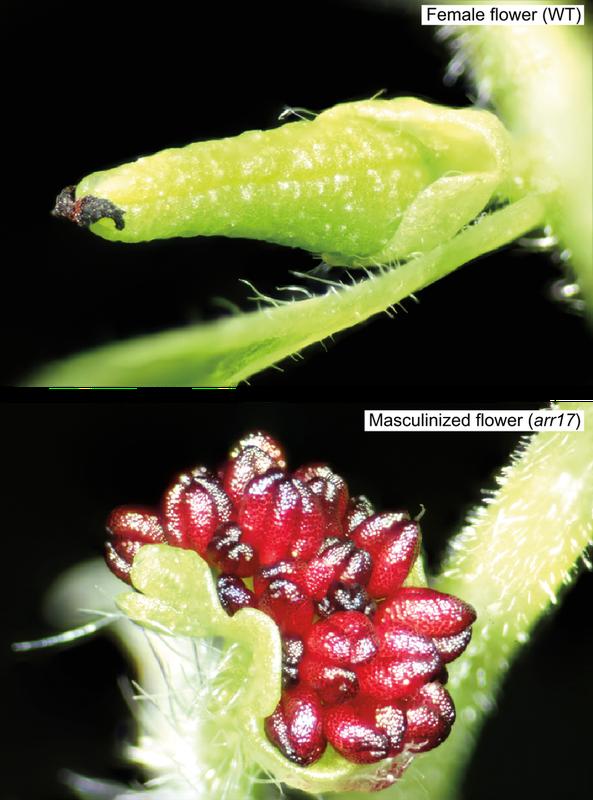 Sex reversal via CRISPR-Cas9-mediated knockout of the single gene ARR17: Female wild type flowers (WT) can be sex-reversed by mutating the ARR17 gene (arr17) via CRISPR-Cas9-mediated gene editing. Instead of a female carpel, male stamens develop.