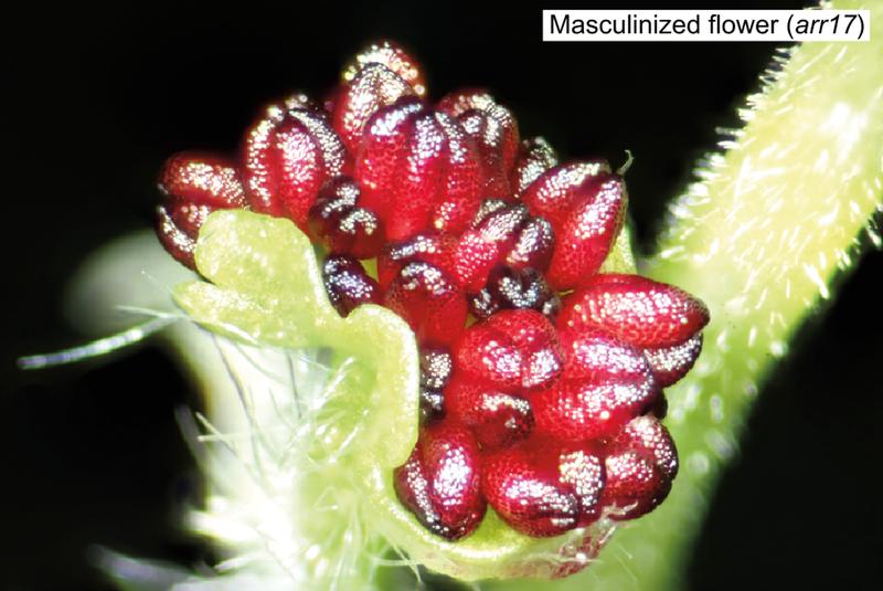 Masculinized (sex-reversed) flower of a female poplar after inactivation of the gene ARR17. 