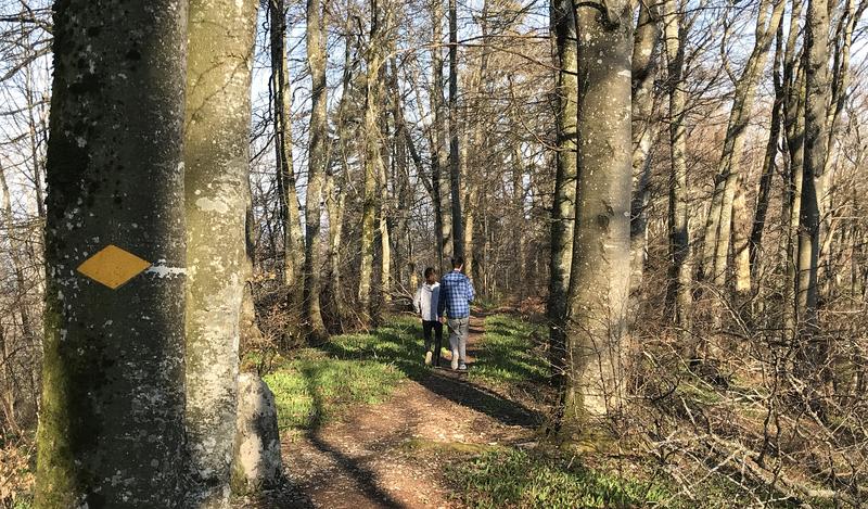 Während des Lockdowns bestand "Dichtestress" im Wald, wenn überhaupt, nur in ausgeprägt stadtnahen Wäldern.