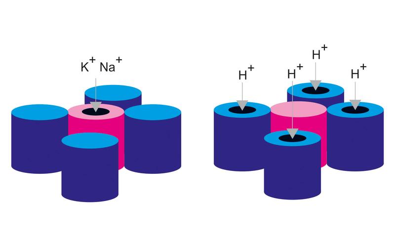 Architecture of a classical voltage-gated ion channel (left) and of the newly identified HCN-like 1 channel (right).