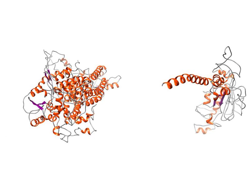 Im Modell: Der Vergleich des Wildtyp-Proteins TMEM16A (links) mit der mutierten Variante (rechts) zeigt den sogenannten trunkierenden Effekt, der weite Teile des Proteins abschafft – was zu erheblichen strukturellen Veränderungen führt.