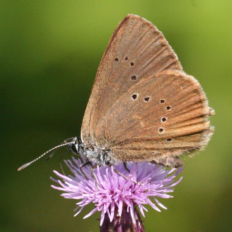 Dunkler Wiesenknopf-Ameisenbläuling (Phengaris nausithous