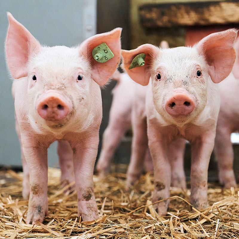 Gesunde Ferkel auf einem Schweizer Bauernhof.