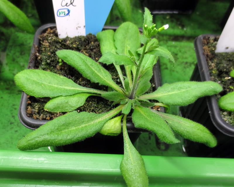 Die Pflanzenart Arabidopsis thaliana wird weltweit als Modellorganismus in der Forschung eingesetzt.