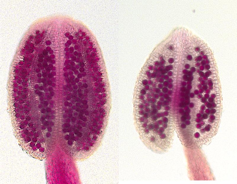 Matured anthers of Arabidopsis thaliana: Compared to the wild type (left), the rdp1 mutant (right) contains only half of the pollen grains (in magenta).