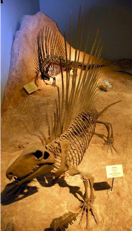 Skelette von Dimetrodon (Vordergrund) und Edaphosaurus aus dem Perm ausgestellt im Texas Memorial Museum (Austin, Texas). 