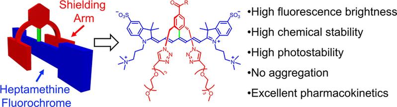 Ein molekularer Schutzschirm stabilisiert die Nahinfrarot-Fluoreszenzfarbstoffe und verbessert ihre Funktionalität.