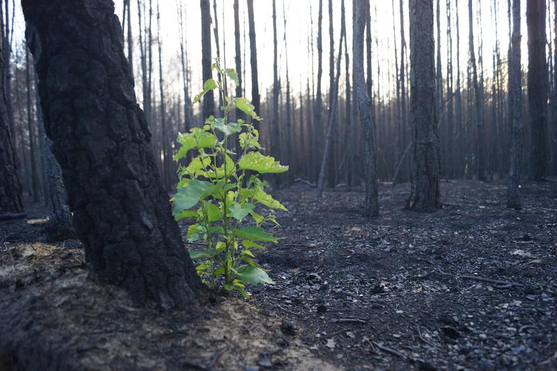 Waldbrandfläche in Jüterbog 