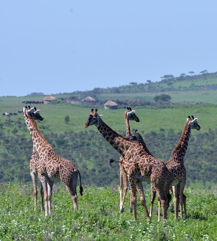 Beeinträchtigte soziale Netzwerke: Giraffen in Tansania in der Nähe eines Dorfes der einheimischen Massai.