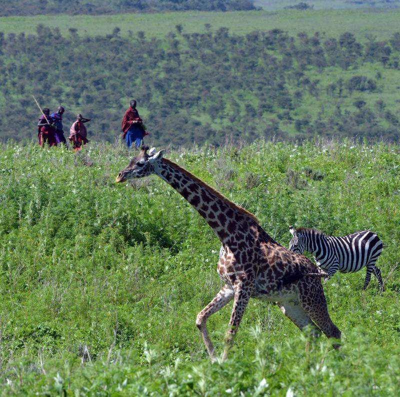 Giraffenweibchen mit Kälbern halten sich eher in der Nähe von Siedlungen der Massai auf – vermutlich sind die Jungen dort besser vor Raubtierangriffen geschützt.