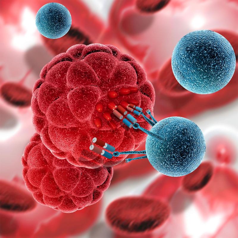Bei der UniCAR-Technologie bindet die T-Zelle (blau) über ein künstlich erzeugtes Bindeglied an die Tumorzelle (rot). Anhand der Dosierung des kurzlebigen Bindeglieds lässt sich die Immunantwort steuern.