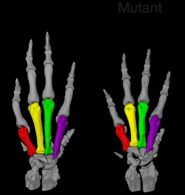 MicroCT Bildgebung der linken Vorderpfoten zeigt, dass im Vergleich zu einer Wildtyp-Ratte (links) die Mittelhandknochen bei Ratten mit mutiertem PDE3A-Gen (rechts) verkürzt sind. 