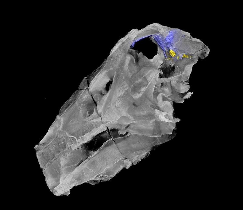 Digitale Darstellung der linken Schädelhälfte des Spinosauriers Irritator challengeri 