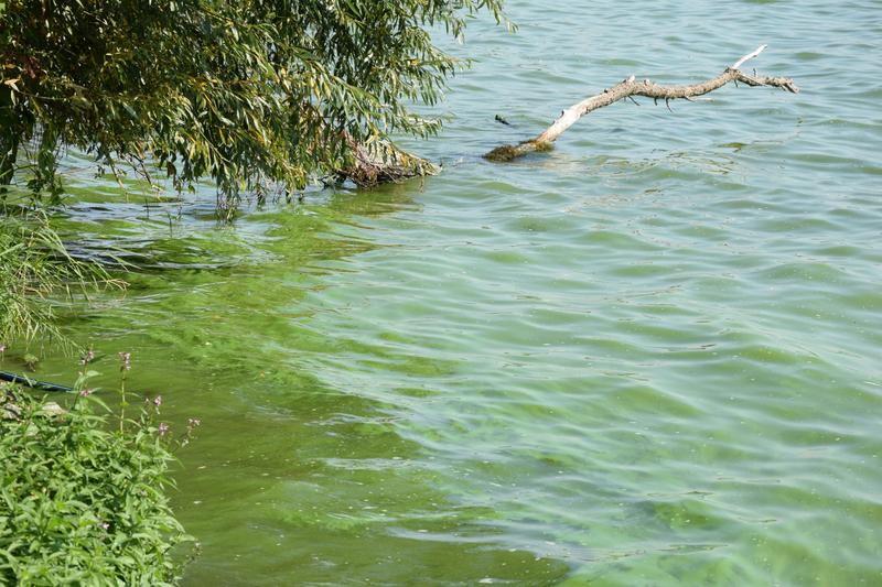 Blue-green algal bloom in a lake in summer. 