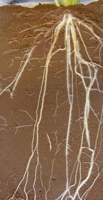 Einblick in die Rhizosphäre. Längsschnitt durch das Wurzelgeflecht einer Gerstenpflanze. 