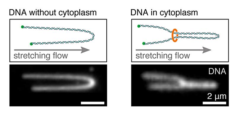 Stretching of DNA loops. Left: stretching a single, immobilised DNA molecule in buffer. Right: Stretched DNA molecule showing a loop, mediated by ring-shaped protein complexes in the cytoplasm. 