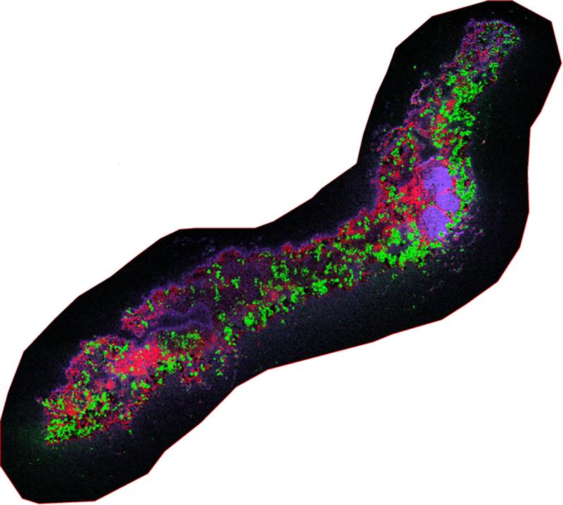 Aufgenommen mit MALDI-2 timsTOF fleX: Symbiotisches System aus dem Korallenstrudelwurm Waminoa sp. und intrazellulären Algen. Rot ist eine Stoffverteilung des Wurms, grün eine Alge. Nahrungsquelle des Wurms ist ein cholesterinartiger Stoff (blauviolett).