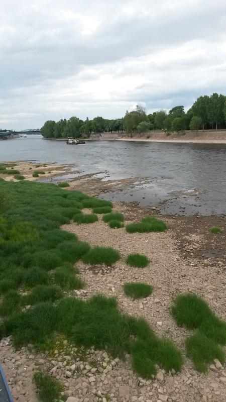 Niedrigwasser der Elbe 2015 am Magdeburger Dom-felsen