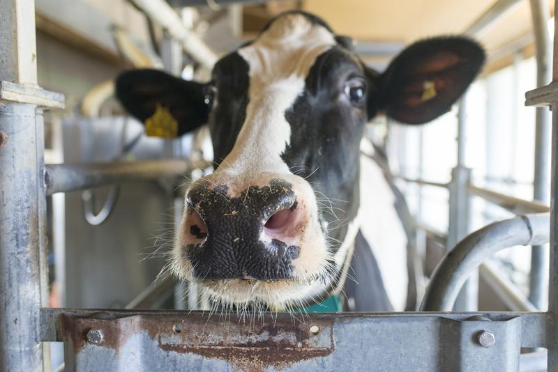 Forschende untersuchen, welchen Einfluss Darmbakterien auf die Gesundheit von Milchkühen haben.