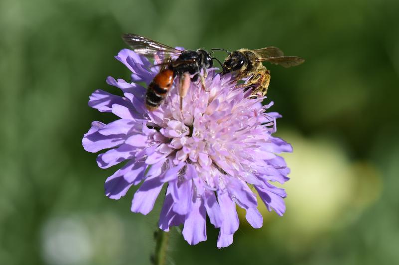 Heimische Wildpflanzen wie die Acker-Witwenblume bieten Nahrung und Lebensraum für Insekten im Siedlungsraum. Hier treffen sich Knautien-Sandbiene (Wildbiene des Jahres 2017, l.) und Gelbbindige Furchenbiene (Wildbiene des Jahres 2018) 