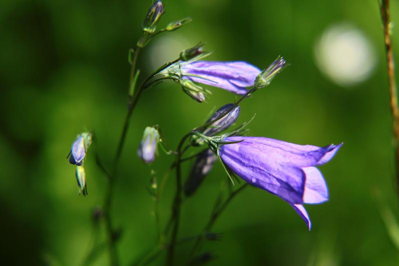 Die Rundblättrige Glockenblume (Campanula rotundifolia) ist eine von vielen Glockenblumenarten in Deutschland, die nicht leicht zu unterscheiden sind. Auf FloraWeb gibt es zu allen ausführliche Informationen.