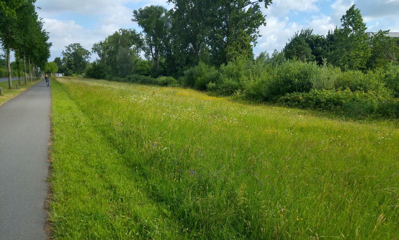 Naturnahe Elemente im Stadtgrün finden die höchste Akzeptanz, wenn sie mit klassischen Elementen wie Mähstreifen kombiniert werden. 