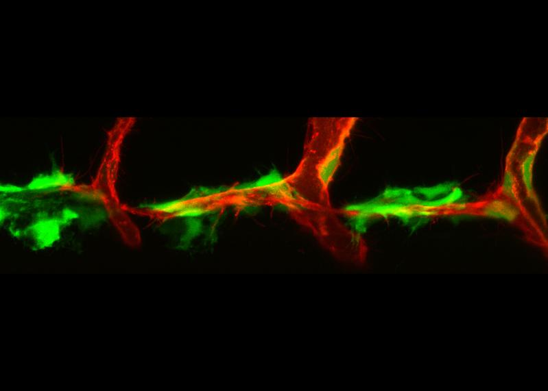  Sich entwickelnde Lymphgefäße im Zebrafisch: Zellen des Bindegewebes (Fibroblasten, grün) exprimieren das Protein VEGF-C und beeinflussen die Migration von lymphatischen Endothelzellen (rot). 