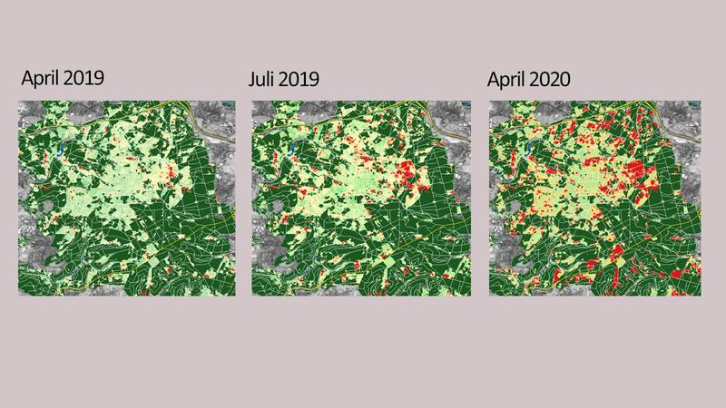 Die Karten verdeutlichen, wie sich die Waldsituation im Vergleich zum Vorjahr verändert. Am Beispiel der besonders betroffenen Region Westerwald wird durch Farbabstufungen von grün („Normalzustand“) nach rot („Massive Vitalitätsverluste“) ..