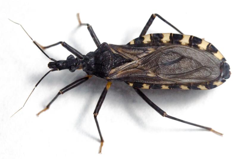 The triatomine or “kissing” bug Triatoma infestans.