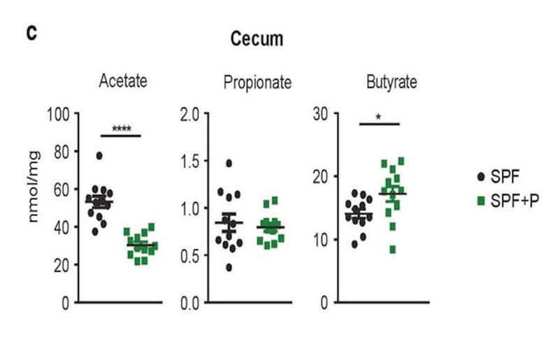 Concentration of short-chain fatty acids in the appendix. The control group (SPF) is shown in black, the test group with an intestinal Prevotella spp. overgrowth in green. 