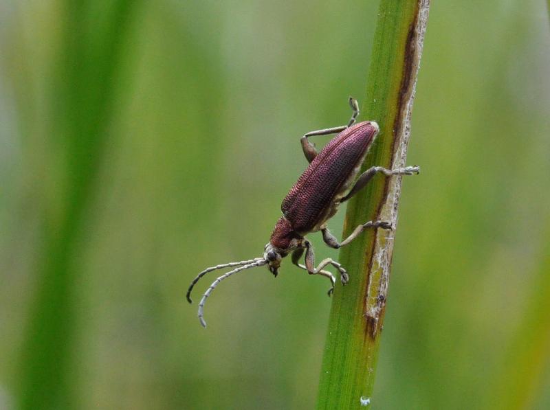 The reed beetle species Donacia thalassina feeds mainly on sedges.