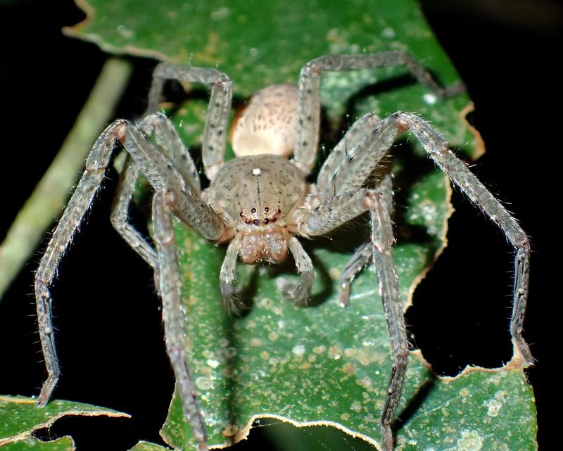 Ein männliches Exemplar der neu entdeckten „Thunberg-Spinne“.
