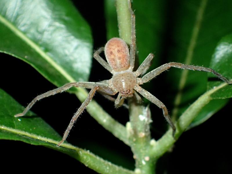 Insgesamt vier Arten aus Madagaskar und benachbarten Inseln konnten der neu beschriebenen und benannten Gattung Thunberga zugeordnet werden. 