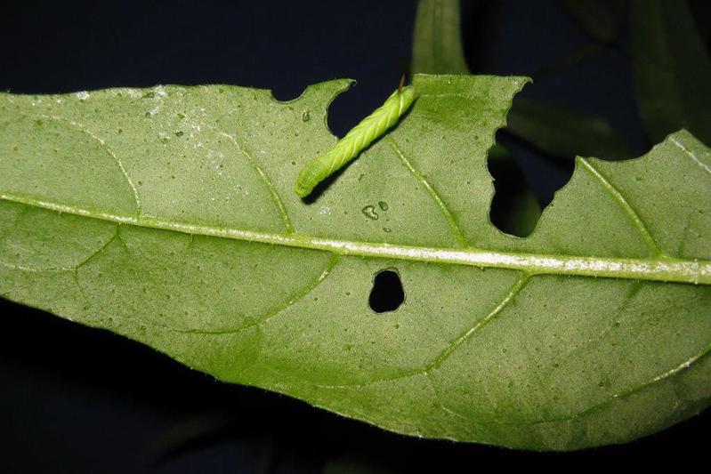 Eine Tabakschwärmerraupe Manduca sexta frisst an einem Tabakblatt.
