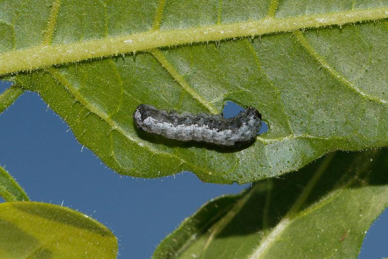 Befall eines Tabakblatts durch die Raupe eines Afrikanischen  Baumwollwurm Spodoptera littoralis 