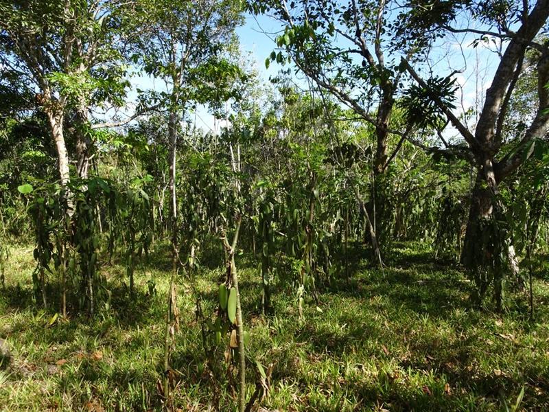 Vanille Agroforsts in Madagaskar, welcher auf einer offenen Brachfläche etabliert wurde. Das Aufkommen von Bäumen bietet die Chance, gewissen zusätzlichen Arten einen Lebensraum zu bieten. Zudem trägt das Baumwachstum zur Kohlenstoffspeicherung bei.