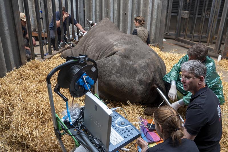  Prof. Dr. Thomas Hildebrandt (rechts Mitte), Prof. Robert Hermes und Dr. Susanne Holtze (alle vom Leibniz-Institut für Zoo- und Wildtierforschung) bei der Eizellenentnahme an der Breitmaulnashornkuh Makena am 26.05.2020 im Serengeti-Park in Hodenhagen.