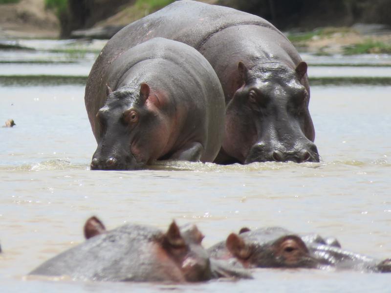 Hippos in the Mara River in Kenya.