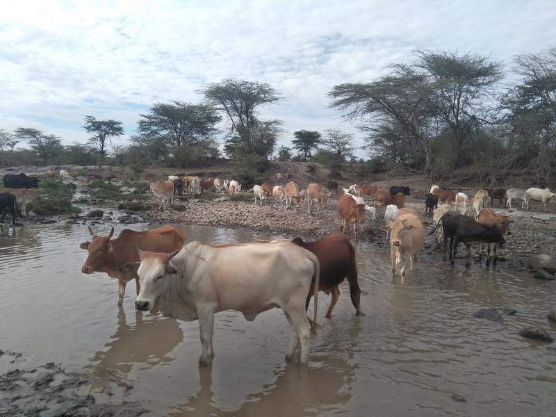 Cattle in the Mara River in Kenya.