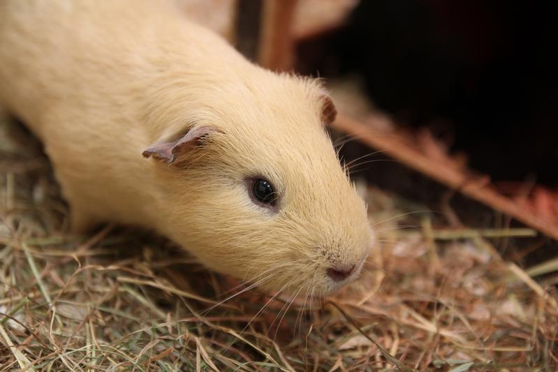 Male guinea pigs are still able to adapt their hormone systems to changes in their social environment in adulthood. 