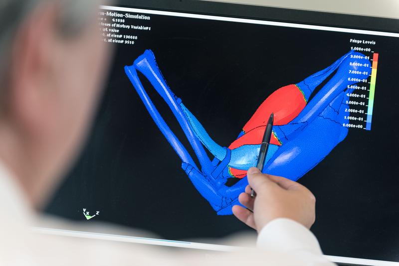 Simulation und Modellierung helfen, die dreidimensionale Struktur sowie die bio-physikalischen Funktionen in Muskeln besser zu verstehen. Die Visualisierung zeigt das Zusammenspiel von Bizeps und Trizeps im Oberarm.